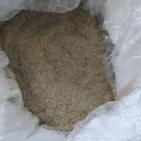 گزوتازوجوان