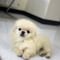 پیکینیز پاپت سایز