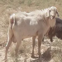 بزغاله‌کل‌سالن‌‌یکساله