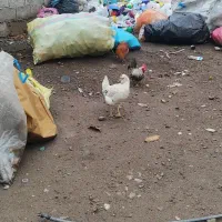 مرغ خروس زینتی|حیوانات مزرعه|مشگین شهر, |دیوار