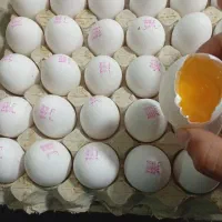 فروش تخم مرغ به قیمت عمده شانه ای وکارتونی|عمده‌فروشی|هشتگرد, شهرک ولیعصر (مصلی)|دیوار