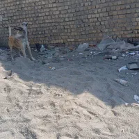 این سگ گرگی در جاده اراک کم شد