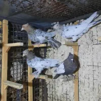 ۳تا سینه سرور ۱دونه یکت سفید