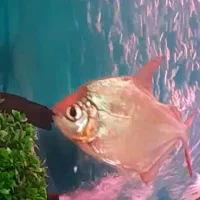 ماهی سیلوردالز