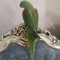 شاه طوطی رام و دستی پر صاف|پرنده|قرچک, زیبا شهر|دیوار