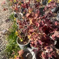 کاشت و عرضه انگور شانی (شرابی)