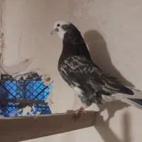 کبوتر  پرشی|پرنده|نهاوند, |دیوار