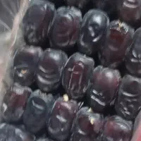 فروش خرمای درجه یک و ناب بلوچستان|خوردنی و آشامیدنی|سراوان, |دیوار