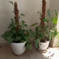 گل پتوس اسکاندیس
