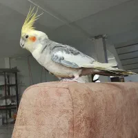 عروس هلندی نر مست رام رام