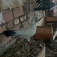 کبوتر شیخ نر بالغ همراه یک جوجه ۳بنده