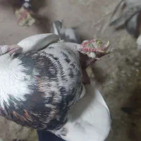 کبوتر|پرنده|اسفراین, |دیوار