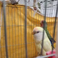 کوتوله دستی و نیمه دستی|پرنده|نجفآباد, یزدانشهر|دیوار