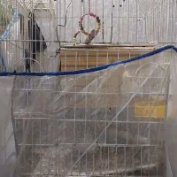 جفت عروس|پرنده|یاسوج, |دیوار