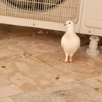 کفتر|پرنده|میناب, |دیوار