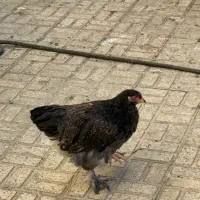 برهما اصیل|حیوانات مزرعه|تهران, گلستان (شهرک راه آهن)|دیوار