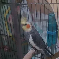 عروس هلندی نر با تغذیه ی سالم|پرنده|امیدیه, |دیوار