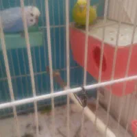 مرغ عشق|پرنده|مشهد, انقلاب|دیوار