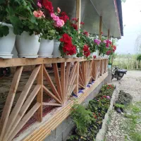 فروش انواع شمعدانی هلندی در رشت