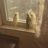 جوجه عروس هلندی ۲ماهه|پرنده|تهران, جوادیه تهرانپارس|دیوار