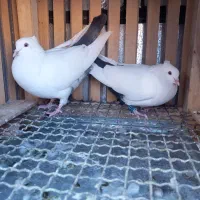 دم سیاه ودم سبز