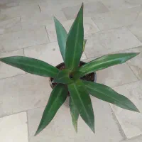 گل موسی در گهواره