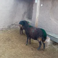 2راس میش آبستن، تخفیف ویژه برای روز مادر|حیوانات مزرعه|کدکن, |دیوار