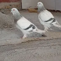 پرنده