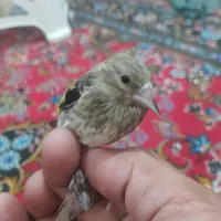 جوجه سهره دورگ عطیقه|پرنده|گنبد کاووس, |دیوار