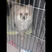 سگ دست آموز