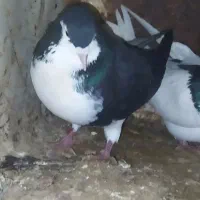 کفتر رنگه|پرنده|بیرجند, |دیوار