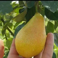 گلابی بیروتی ، درخت گلابی ، نهال،نهالستان در مشهد|خدمات باغبانی و درختکاری|مشهد, خواجه ربیع|دیوار