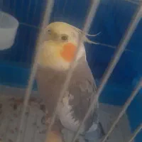 عروس هلندی گم شده