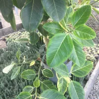 گل فیکوس ارتیسما|گل و گیاه طبیعی|صفادشت, |دیوار