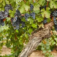 باغچه وباغ درخت انگور در قطعات ۵۰۰ متر چهار دیواری