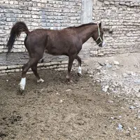 اسب|اسب و تجهیزات اسب‌سواری|مرودشت, شهرک مهدیه|دیوار