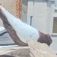 معاوضه