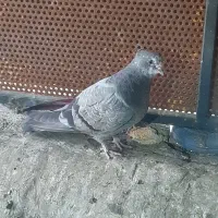 کفتر ۱۴۰|حیوانات|قدس, شهر‌قدس|دیوار