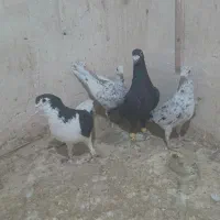 کبوتر|پرنده|قزوین, |دیوار