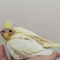 جوجه عروس سرلاکی