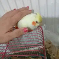 عروس هلندی کوتوله قفس آغول     و