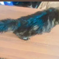 واگزاری گربه نر سیبرین باهوش|گربه|بیرجند, |دیوار