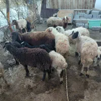گوسفند میش و بره