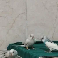 مرغ عشق نر هر سه تا نر|پرنده|رضویه, |دیوار