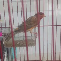 قناری نر