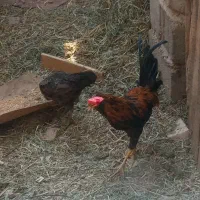 خروس