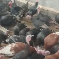 بوقلمون ماده|حیوانات مزرعه|رامند, |دیوار