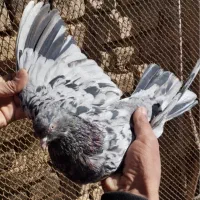 ماده سورور|حیوانات|الیگودرز, |دیوار