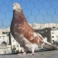 ۸کبوتر پرشی شمرونی اسثنایی سرور قاره دم سفید