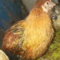 7 خروس نژاد دار جوان